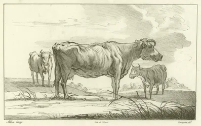 Three Cows